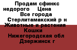 Продам сфинкс недорого  › Цена ­ 1 000 - Все города, Стерлитамакский р-н Животные и растения » Кошки   . Нижегородская обл.,Дзержинск г.